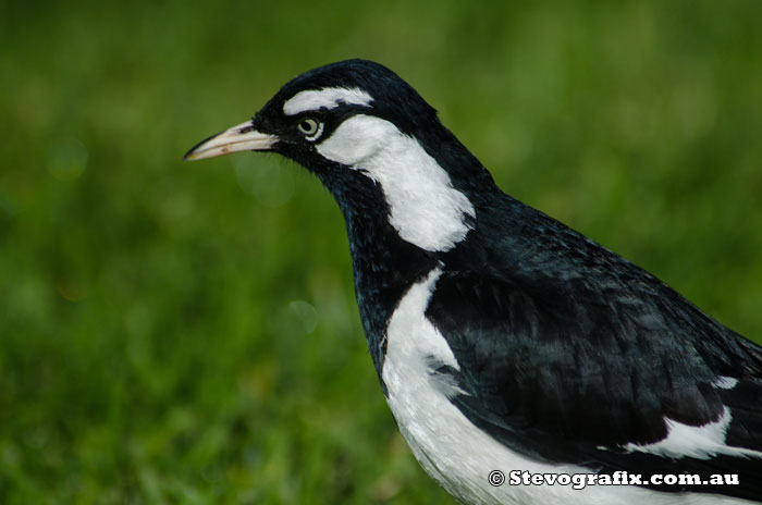 Male Magpie Lark