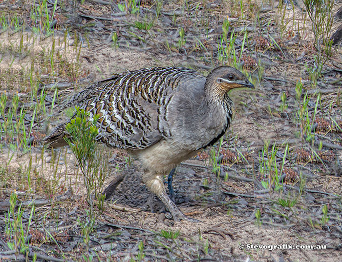 Malleefowl