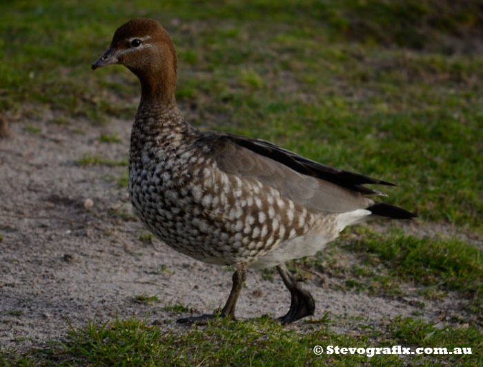 maned Duck female