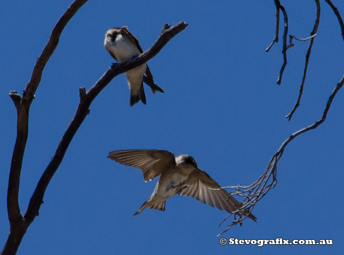 Tree Martin