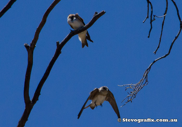 Tree Martin