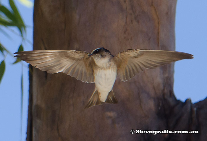 Tree Martin in flight