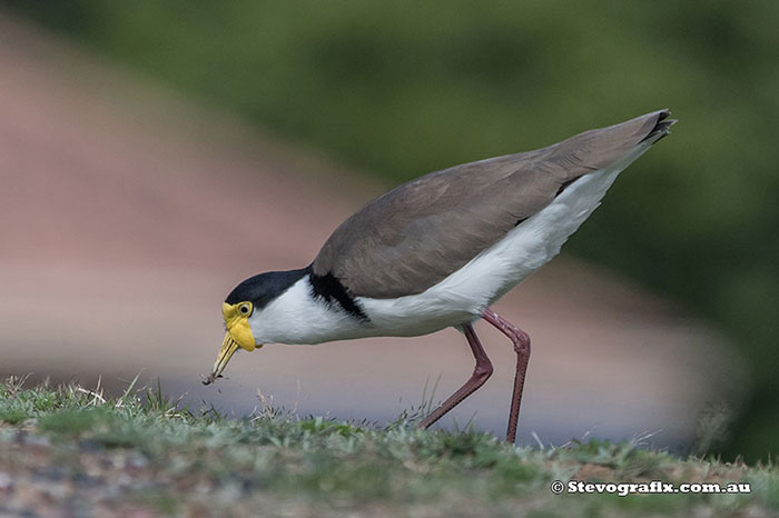 Masked Lapwing