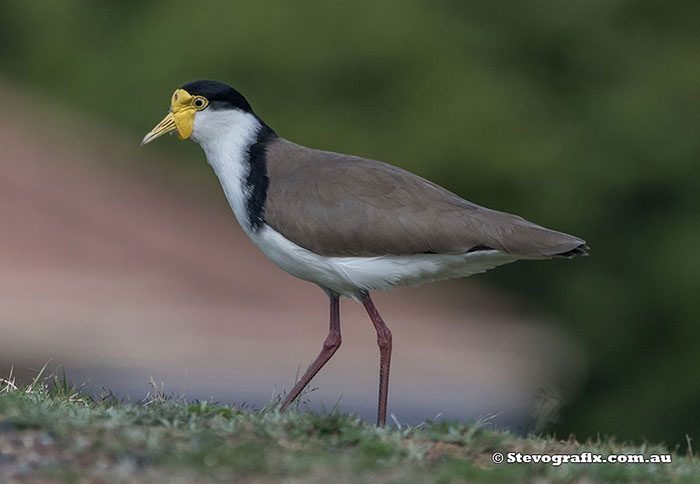 Masked Lapwing