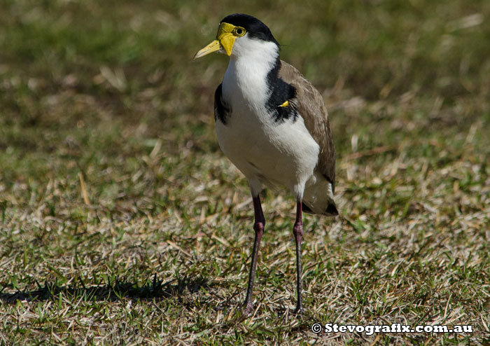 Masked Lapwing