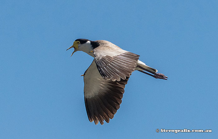 Masked Lapwing