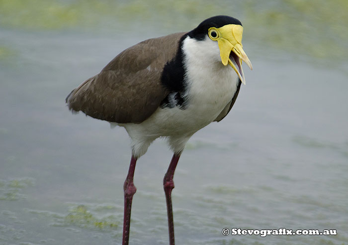 Masked Lapwing