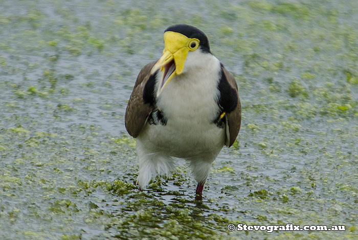 Masked Lapwing