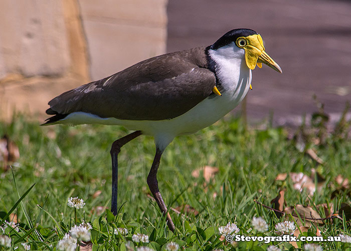 Masked Lapwing