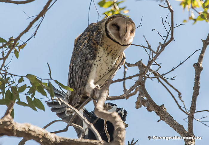 Masked Owl