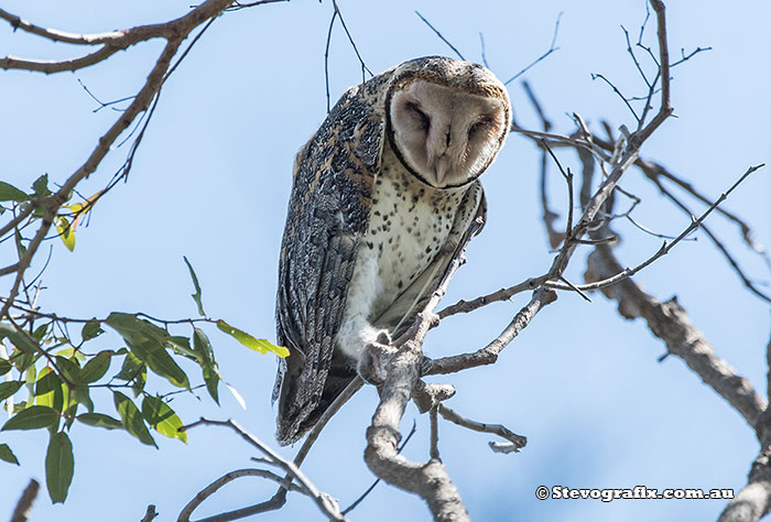 Masked Owl