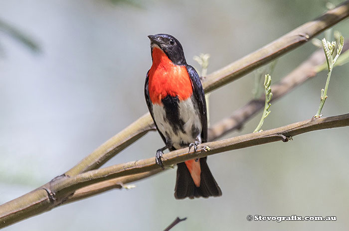 Mistletoe Bird