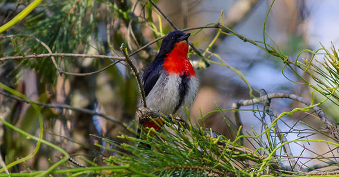 Mistletoe Bird