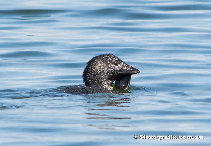 Musk Duck