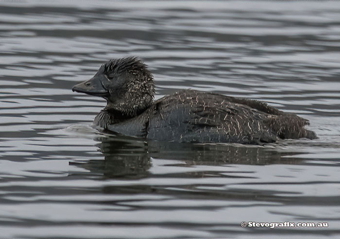 Musk Duck