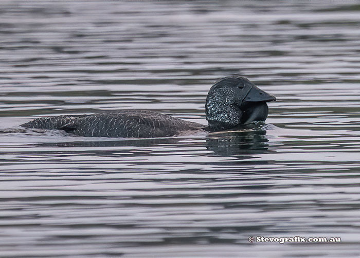 Musk Duck