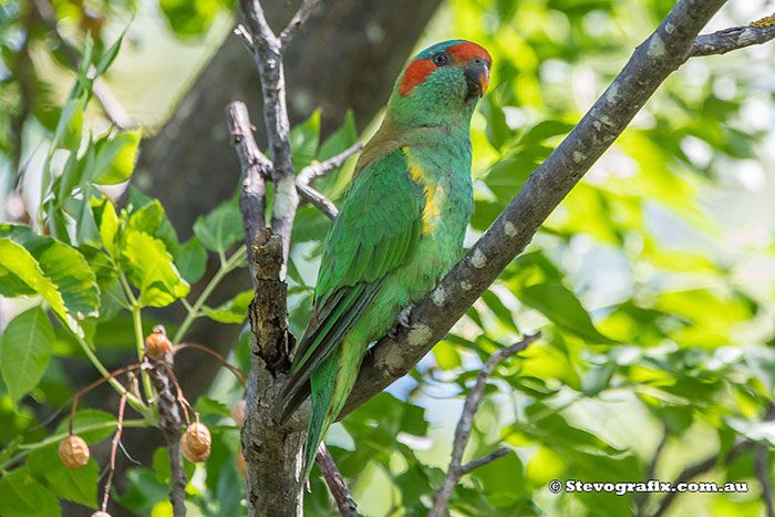 Musk Lorikeet