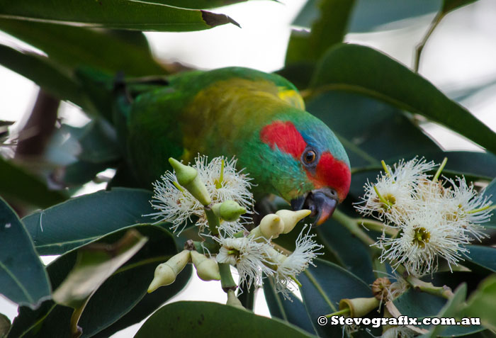 Musk Lorikeet