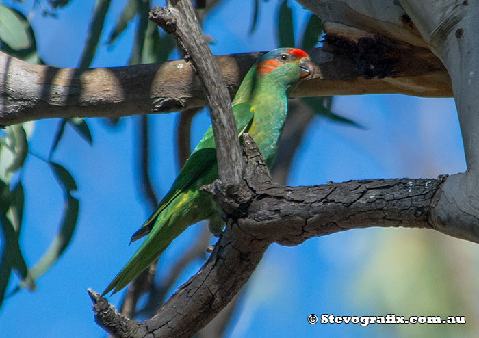 Musk Lorikeet