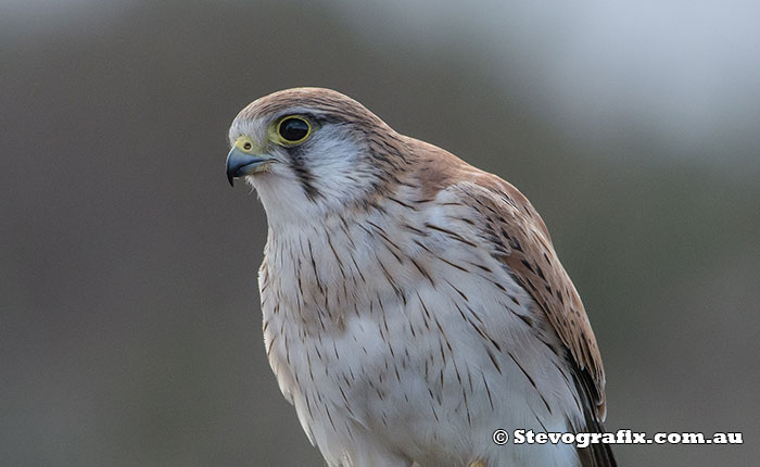 Nankeen Kestrel