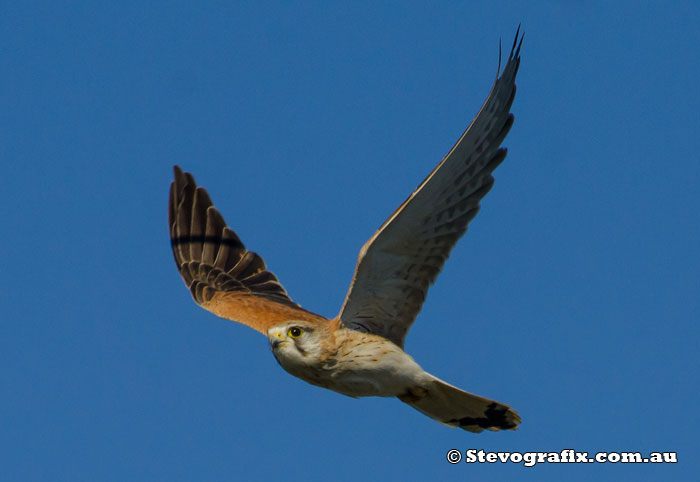 Nankeen Kestrel in flight