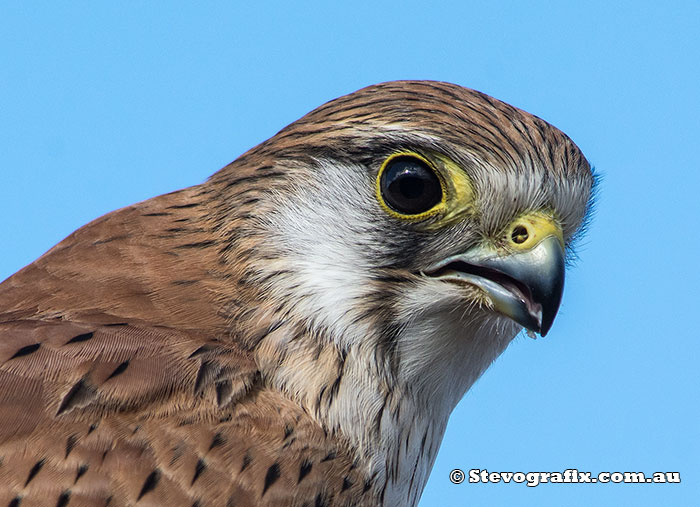 Close up of Nankeen Kestrel