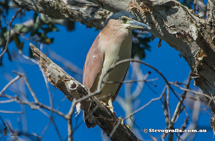 Nankeen Night Heron