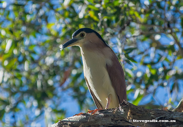 Nankeen Night Heron