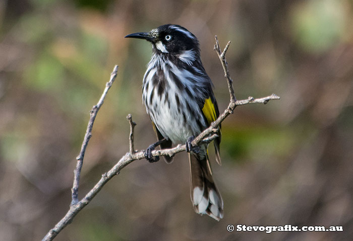 New Holland Honeyeater