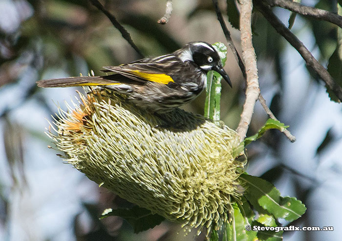 New Holland Honeyeater