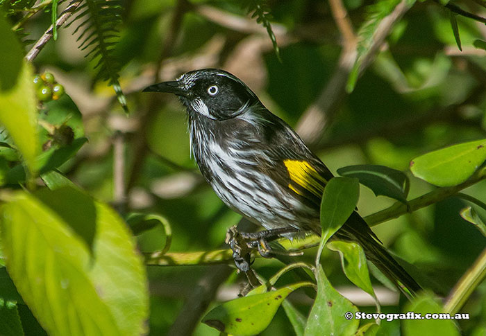 New Holland Honeyeater