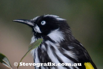 New Holland Honeyeater's head