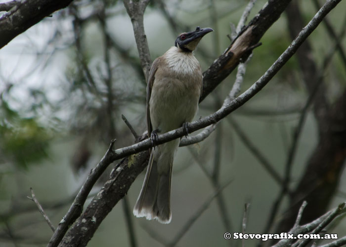 Noisy Friarbird