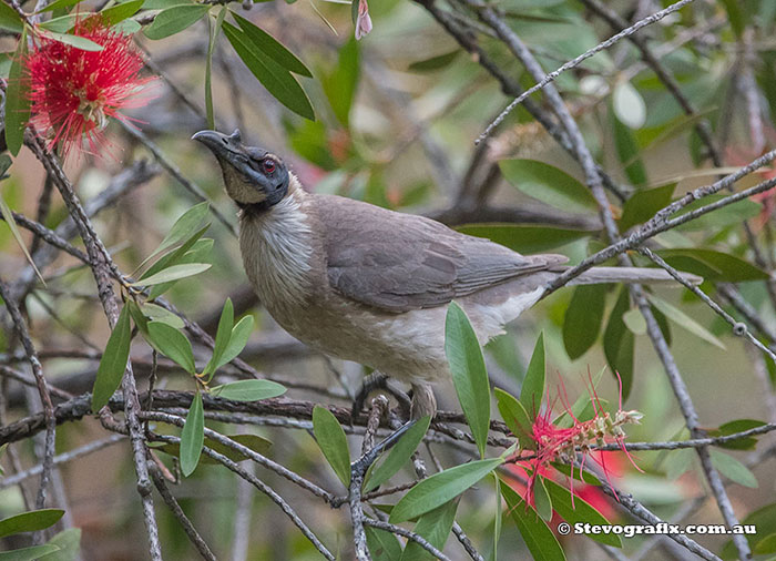 Noisy Friarbird