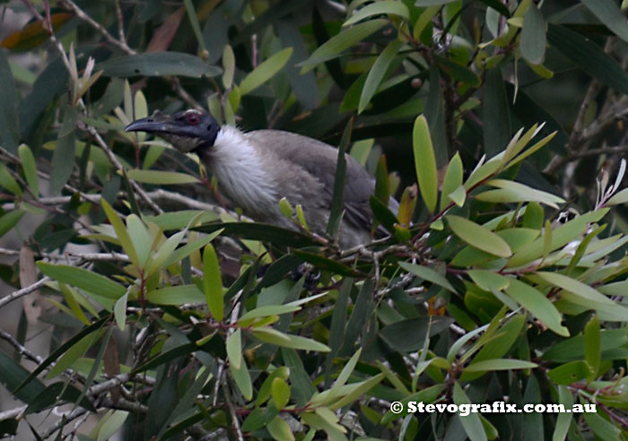 Noisy Friarbird