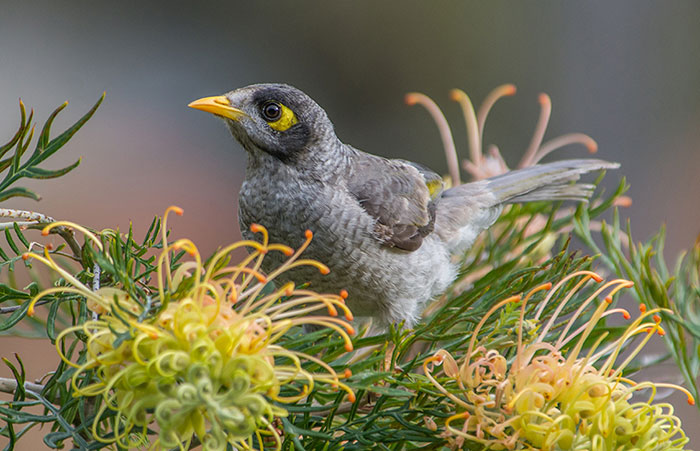 Noisy Miner