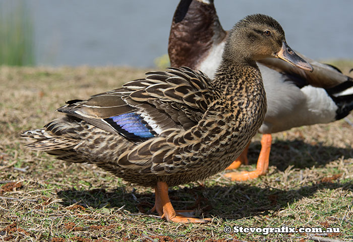 Nothern Mallard