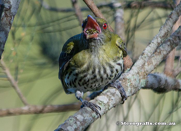 Olive-backed Oriole