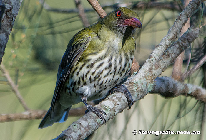 Olive-backed Oriole