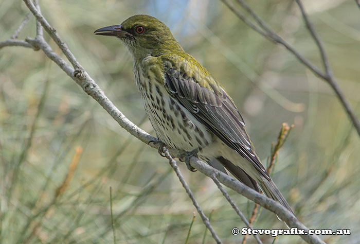 Olive-backed Oriole