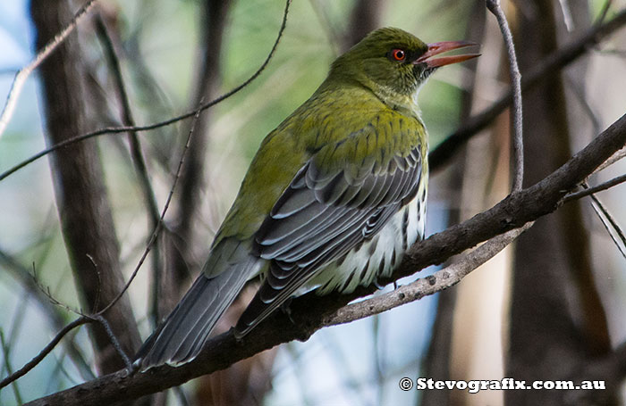 Olive-backed Oriole