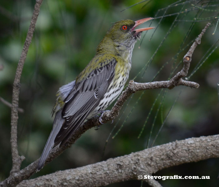 Olive-Backed Oriole