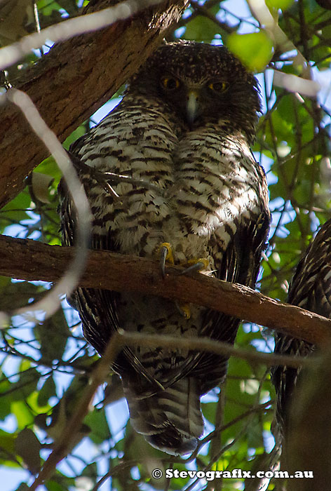 Powerful Owl
