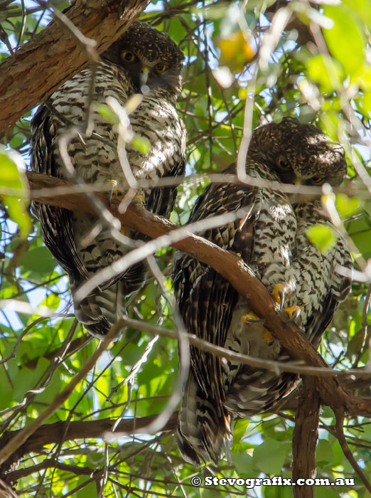 Powerful Owls