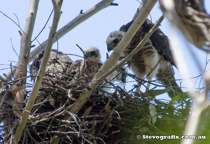 Pacific Baza