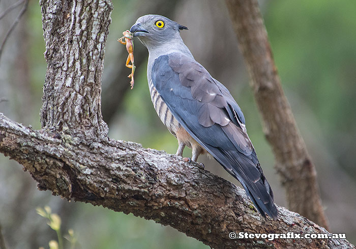 Pacific Baza