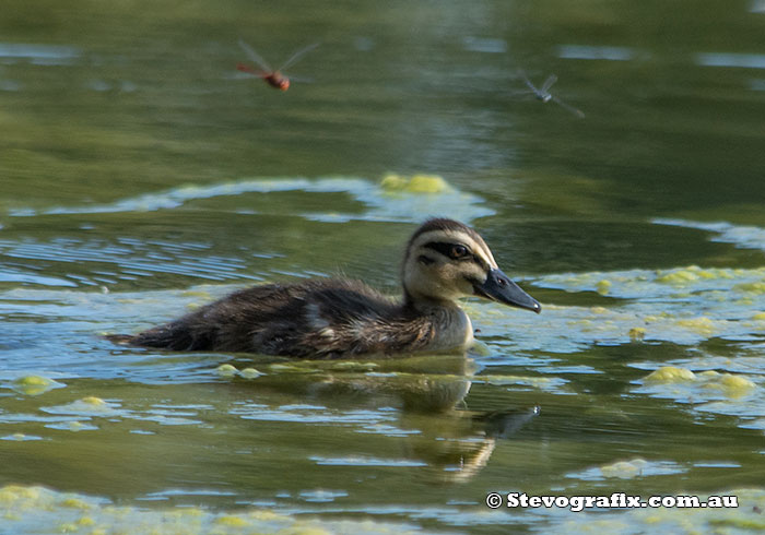 Pacific Black Duckling