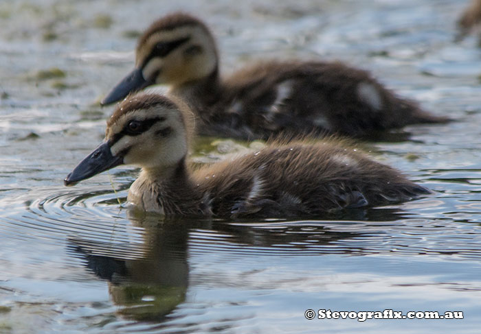 Pacific Black Ducklings