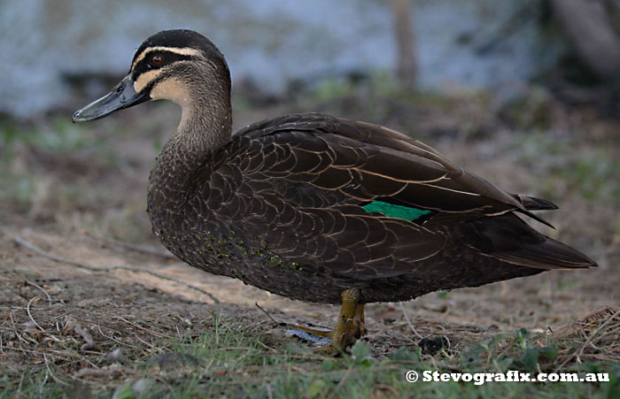 Pacific Black Duck