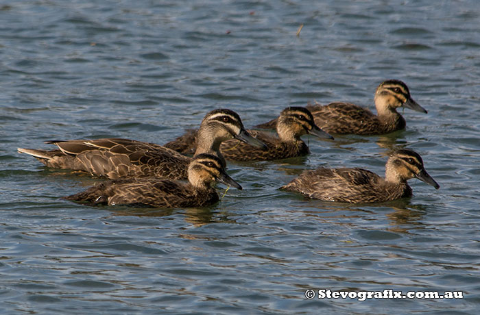 Pacific Black Duck and adolescent ducklings